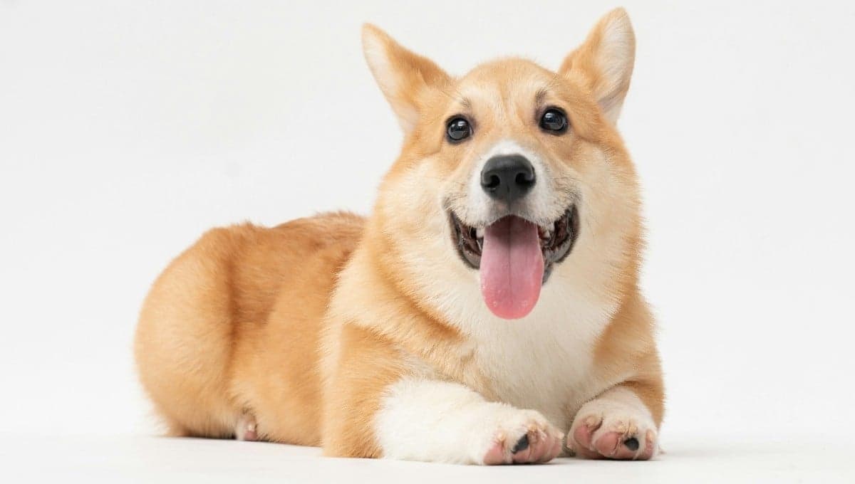 ¿Cómo limpiar la pipí de tu perro en tu casa?
