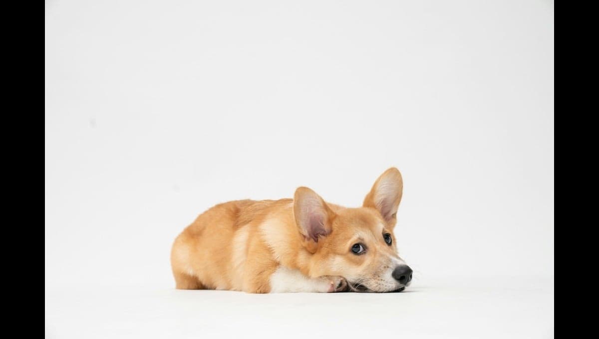 ¿Qué raza de perro es la más cariñosa, según la inteligencia artificial?