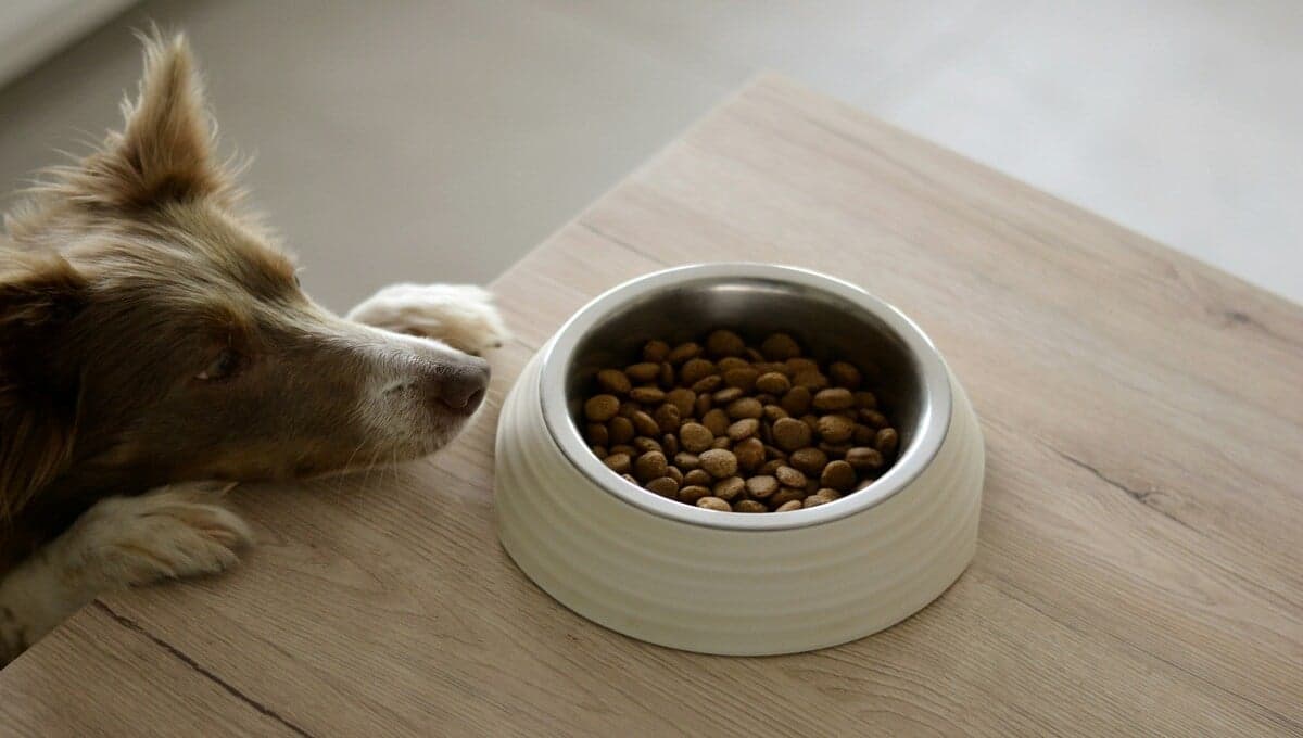 ¿Cuáles son las mejores marcas de croquetas para perro, según Profeco?