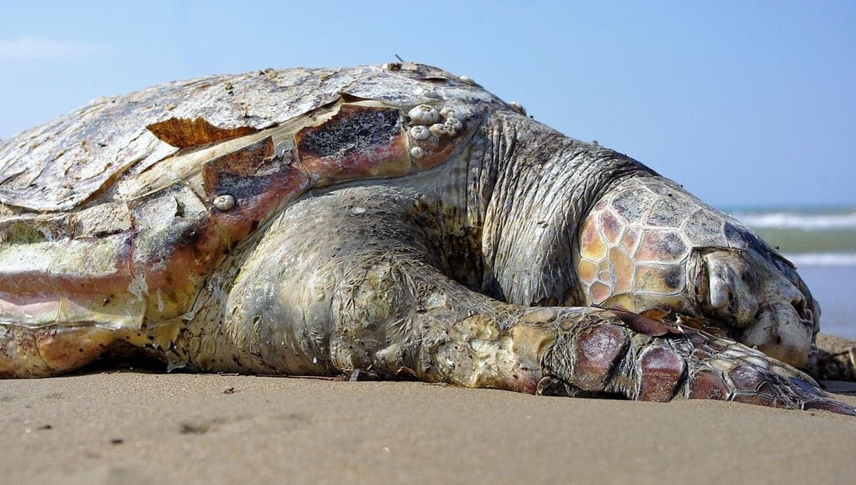 Tortuga de 100 años sorprende al ser madre por primera vez; podría salvarse de la extinción