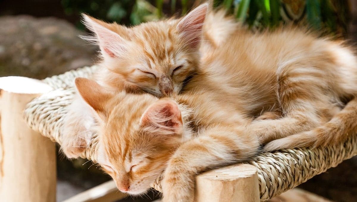 Gatitos enamorados enternecen las redes: los separa una ventana, pero duermen juntos