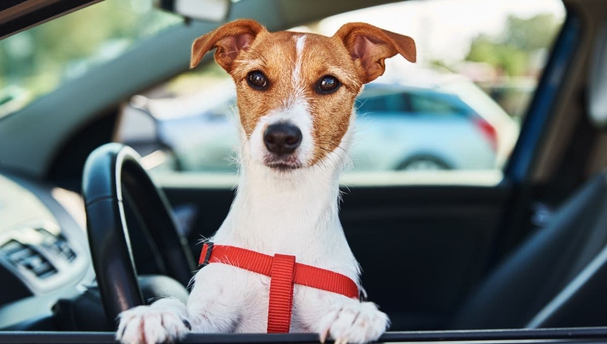 5 tips para evitar que mi perro se vomite en el carro