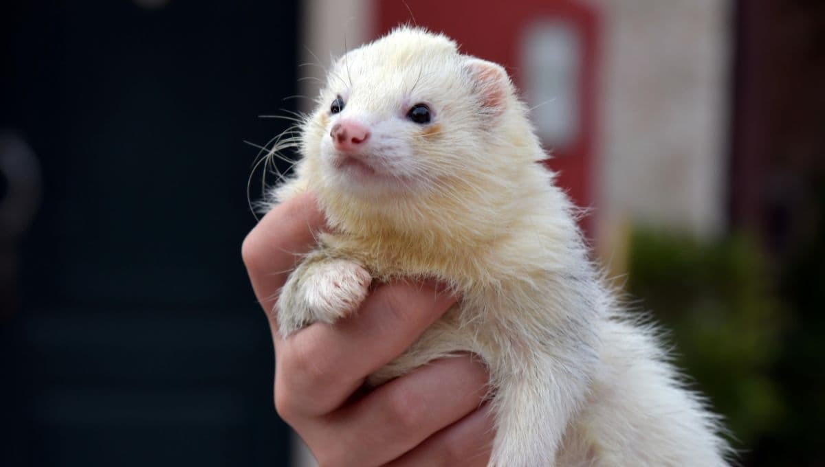 ¿Qué significa tener un hurón como mascota?