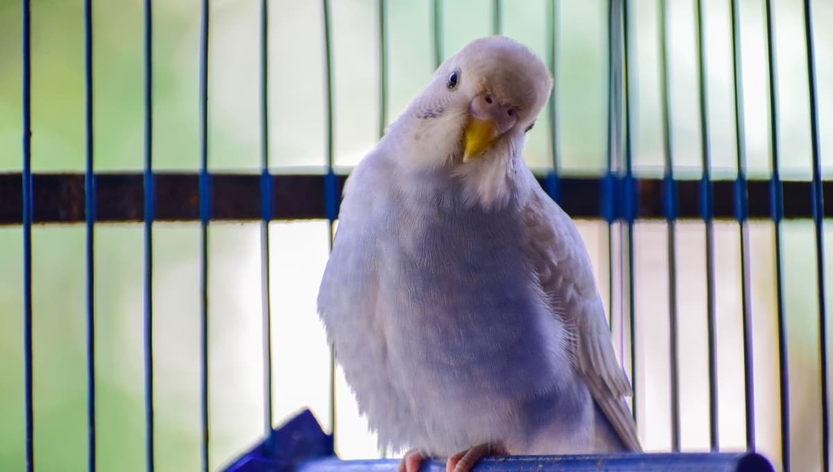 ¿Qué le doy de comer a mi canario para que cante?