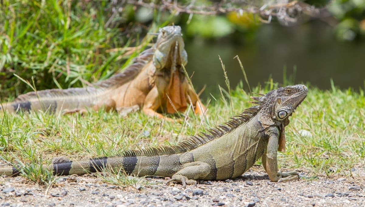 ¿Cómo identificar si mi iguana es macho o hembra?