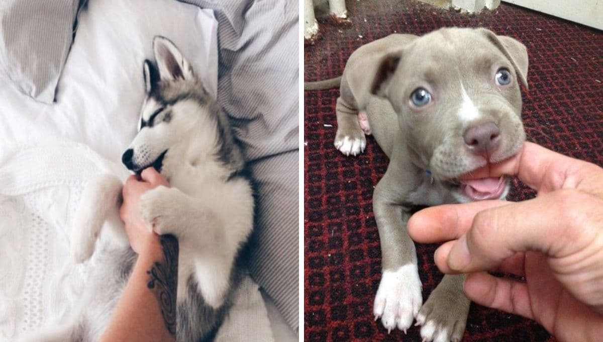 ¿Qué significa cuando mi perro me da mordisquitos?