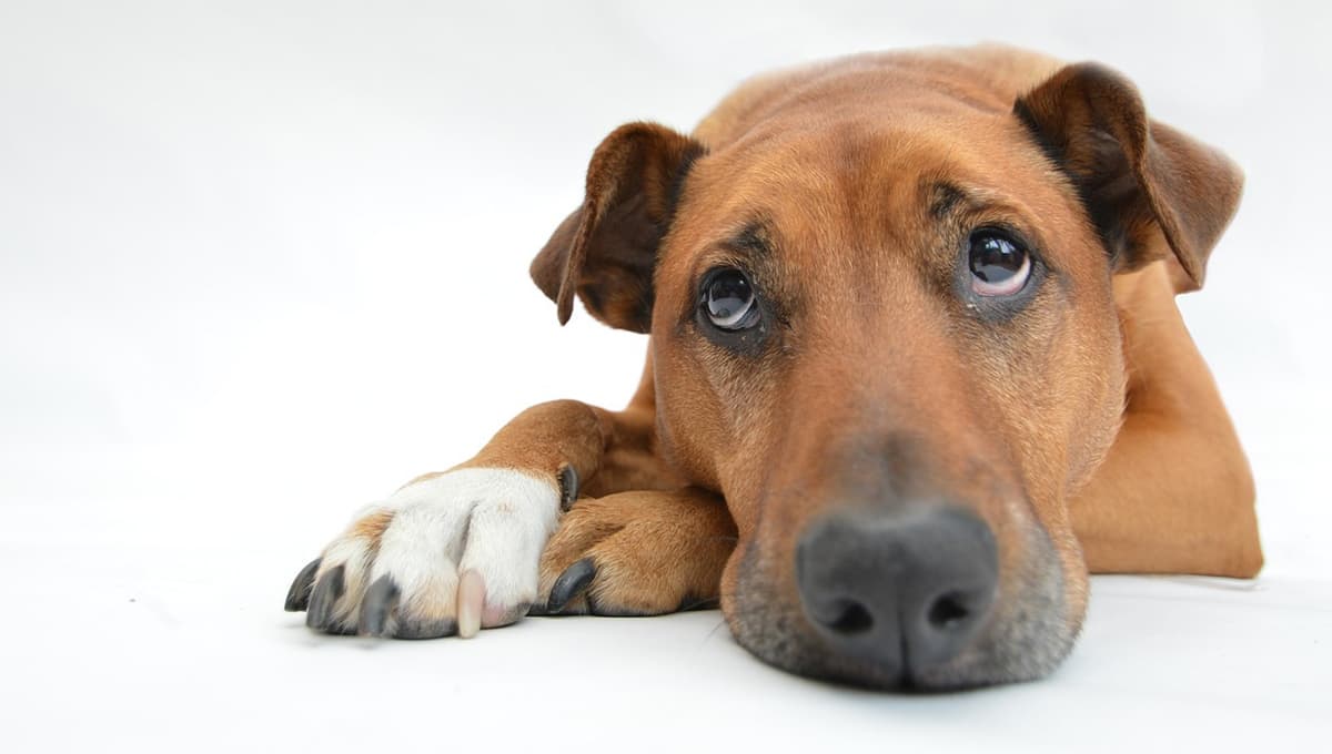 CDMX va por penas más severas ante el abandono animal; proponen hasta 3 años de cárcel