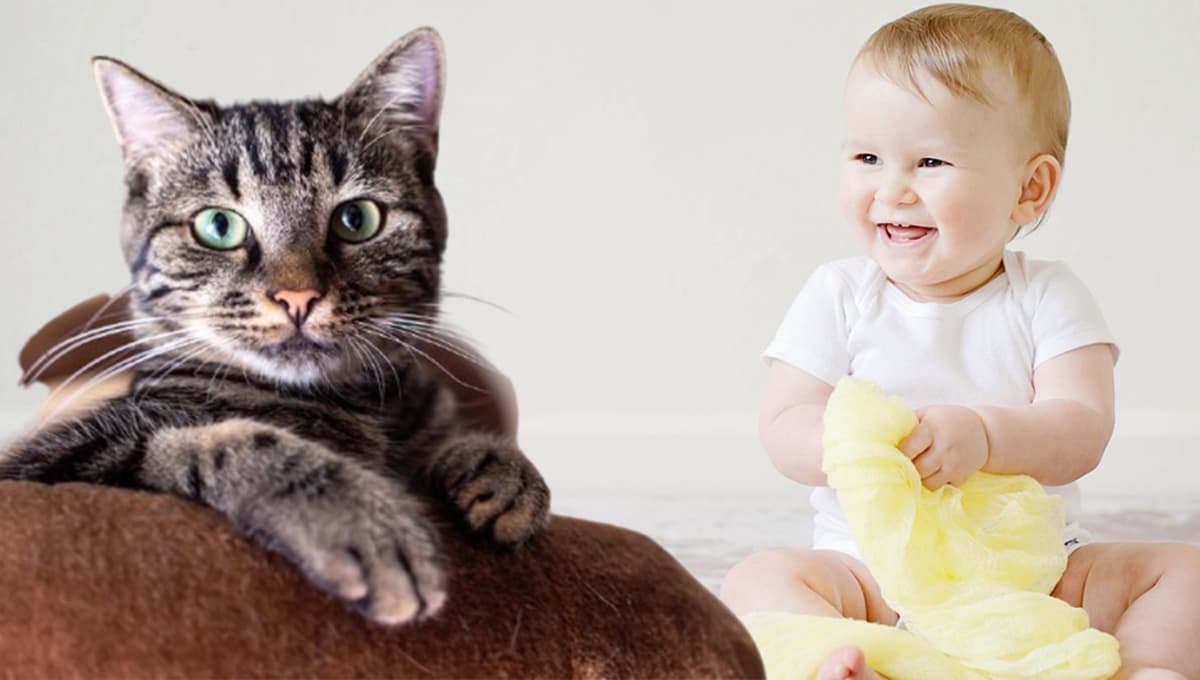 ¿Por qué a mi gato no le gustan los niños?