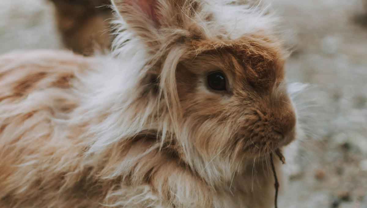 Alimentos que le puedo dar a mi conejo cabeza de león