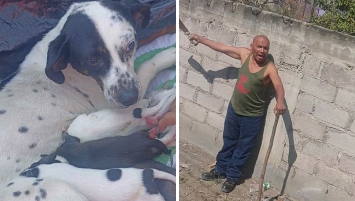 Piden justicia por Cuchu, la perrita que fue asesinada a machetazos en La Paz