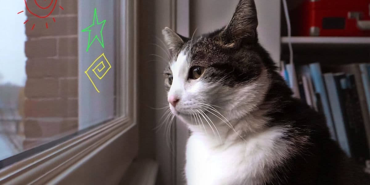 Netflix para amantes de los gatos: 3 series y documentales que debes ver