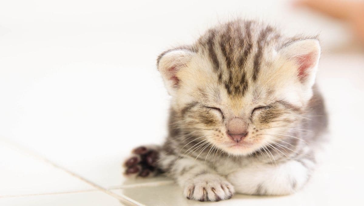 Alimentos que deben comer los gatos según sus etapas de vida
