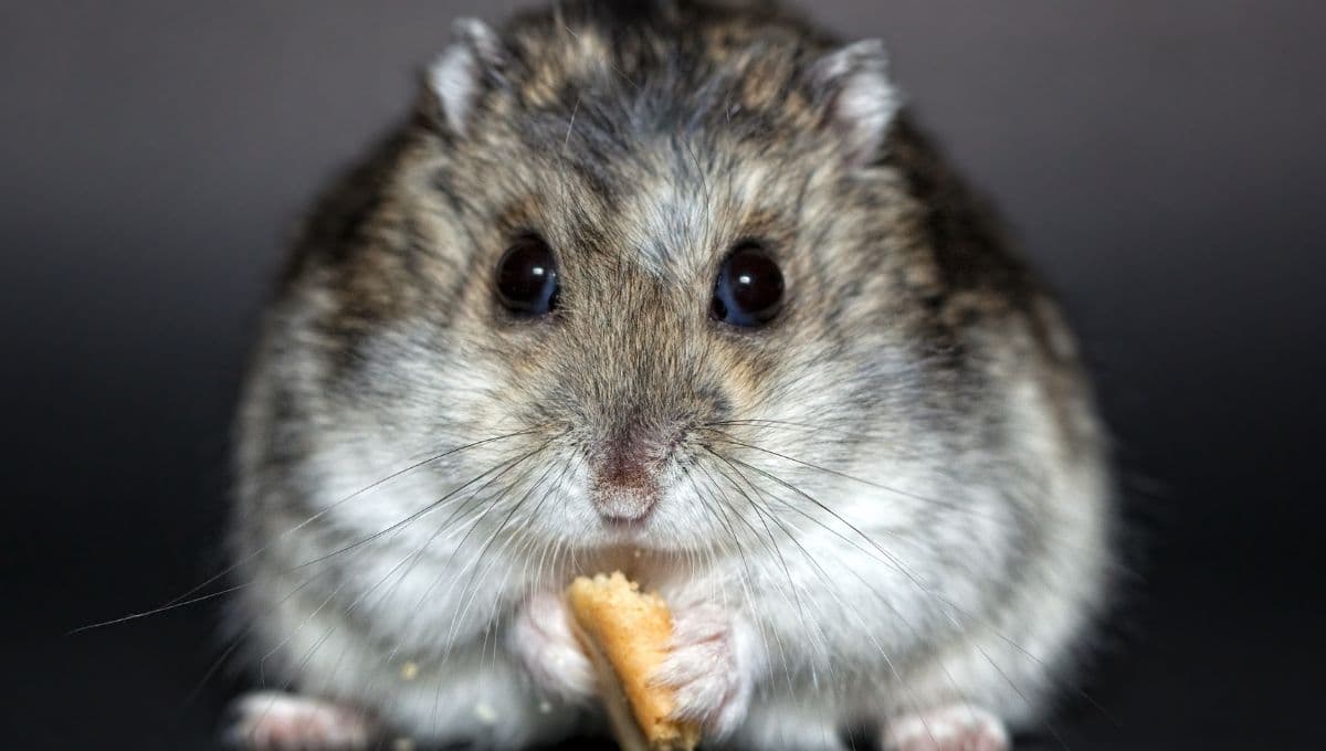 Semillas que pueden comer los hámsters