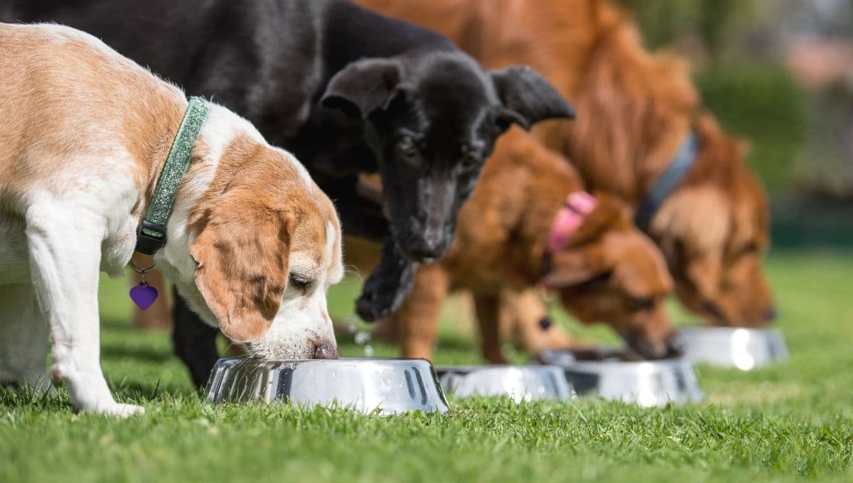 El juguete perfecto con premios para entretener a tu perro por menos de 100 pesos