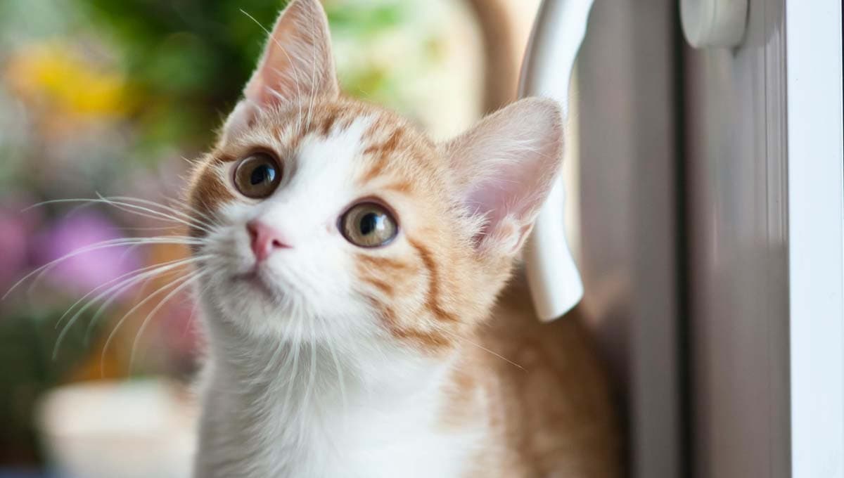 Comportamientos de gatos que son raros pero normales para ellos