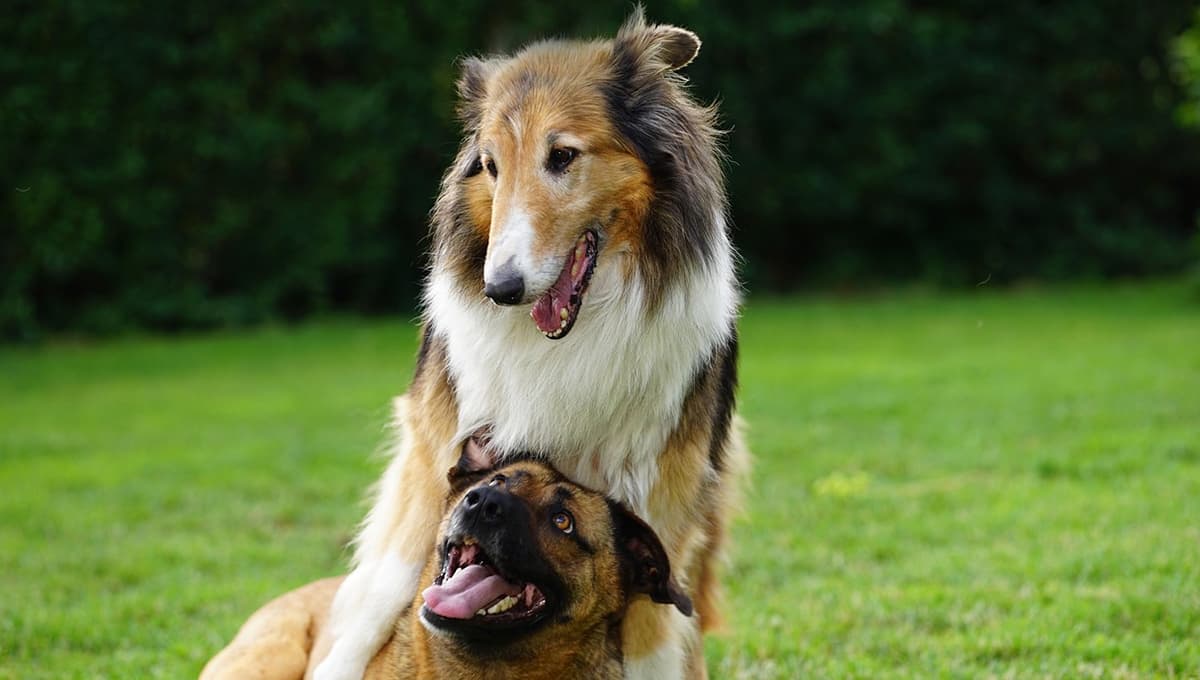 ¿Cómo hacer que un perro recupere masa muscular?