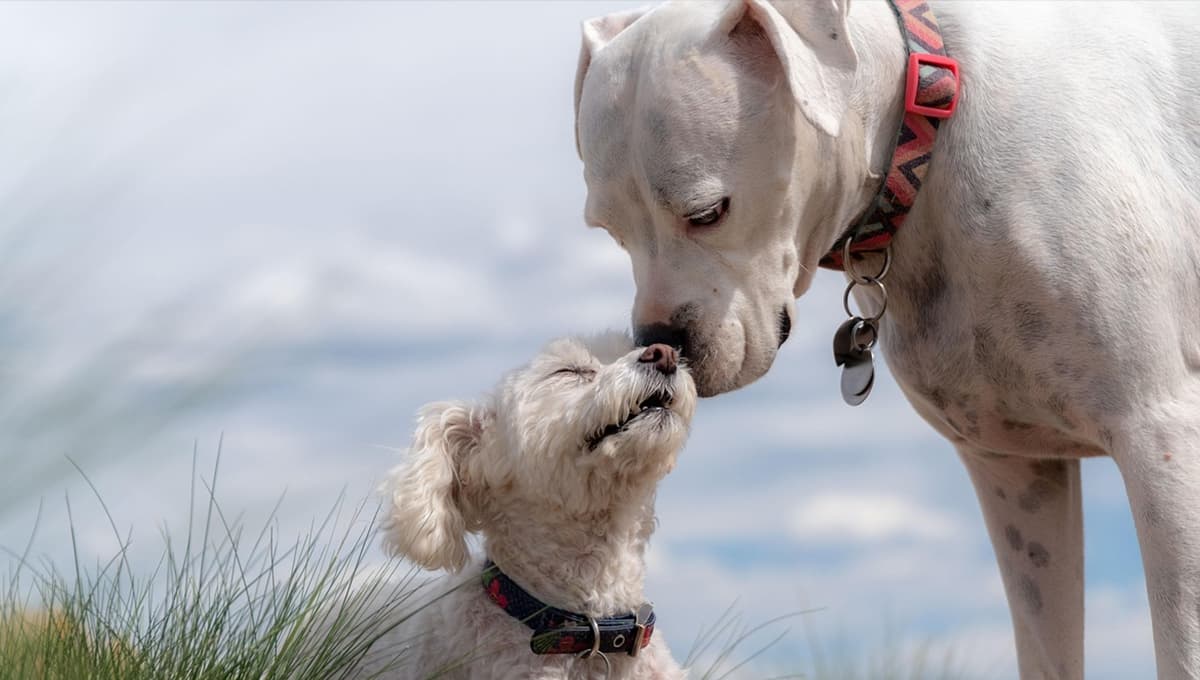 Mi perro no quiere a mi otro perro ¿qué hago?