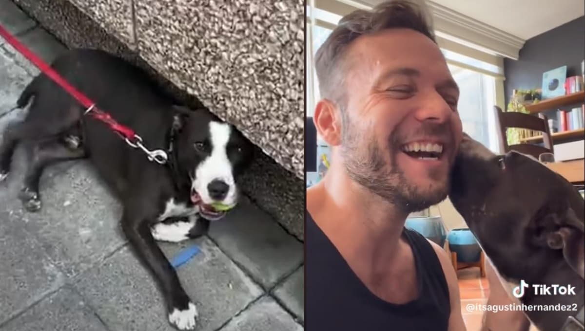 ¡Adoro los finales felices! ESTO pasó con Rigo, el perrito maltratado de Polanco