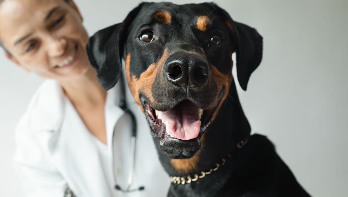 El hospital europeo que enternece al permitir que las mascotas se despidan de sus dueños en fases terminales