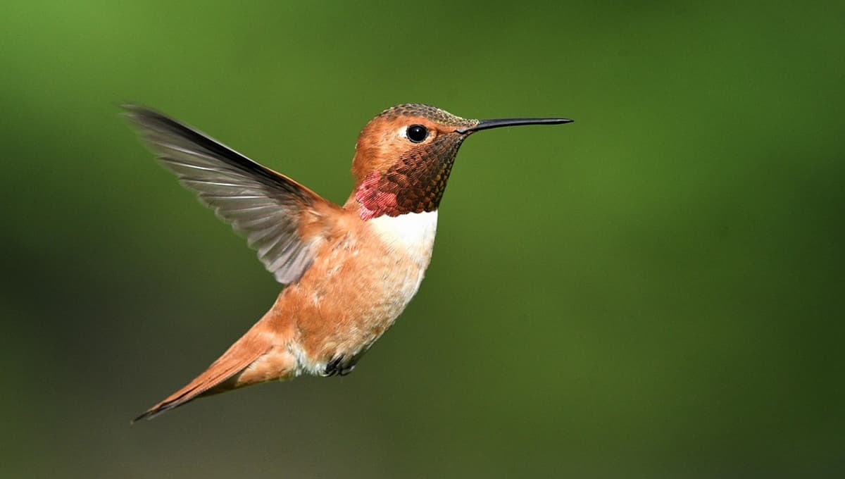 5 Plantas para atraer colibríes a tu jardín