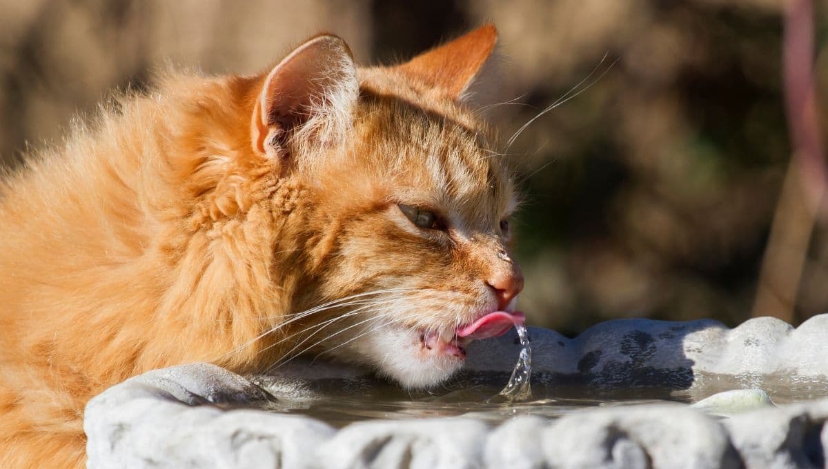 ¿Cómo hidratar rápido a un gato?