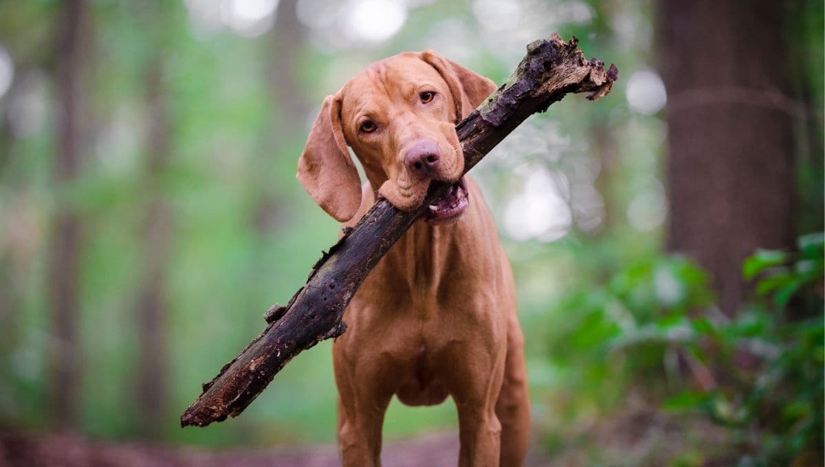 Estudio revela que perros domésticos dañan el ecosistema