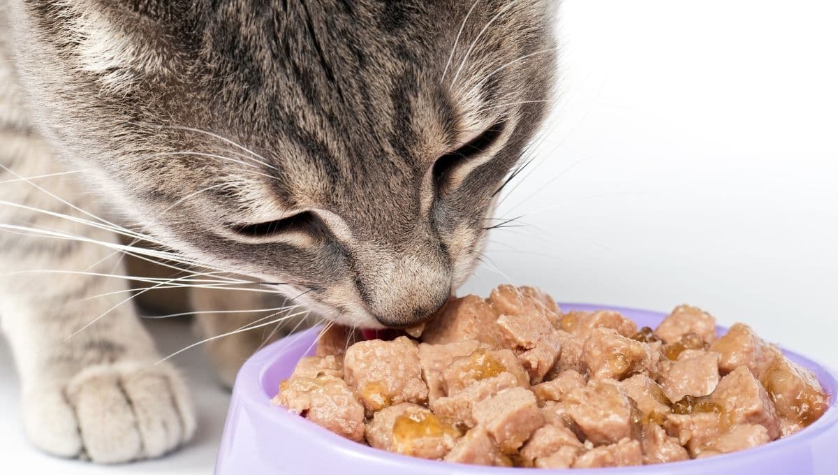 5 comidas blandas para gatos sin dientes