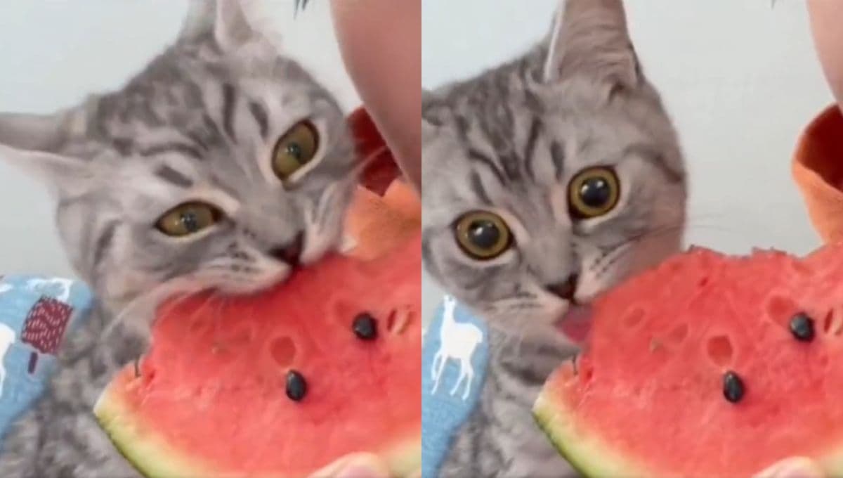 Gato come una sandía y su reacción al probarla te cambiará el día