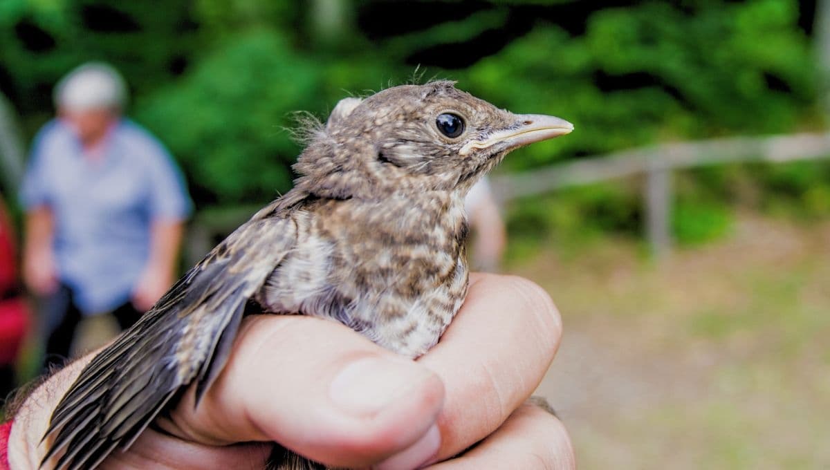 ¿Qué hacer si me encuentro un pájaro herido en la calle?
