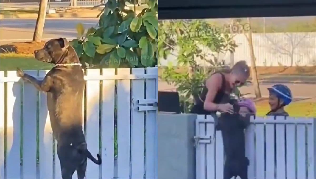 Perro pitbull se entristece porque no lo quieren acariciar pero su dueña lo ayudó y lo hizo feliz