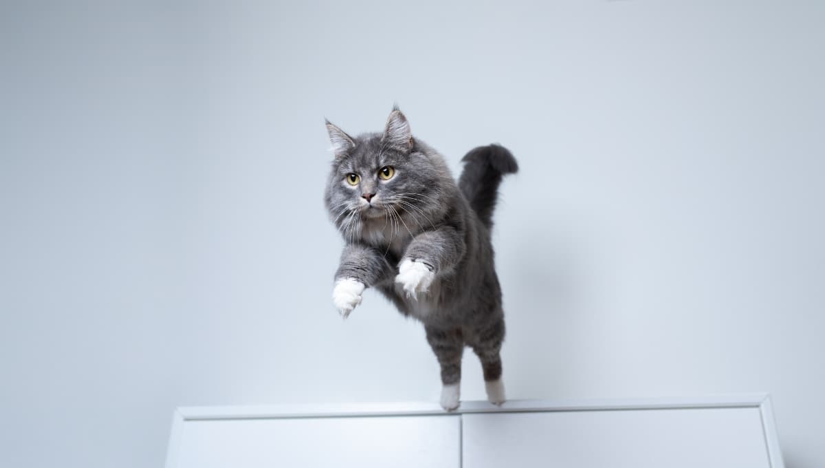 El verdadero significado de tu gato haga parkur en tu casa