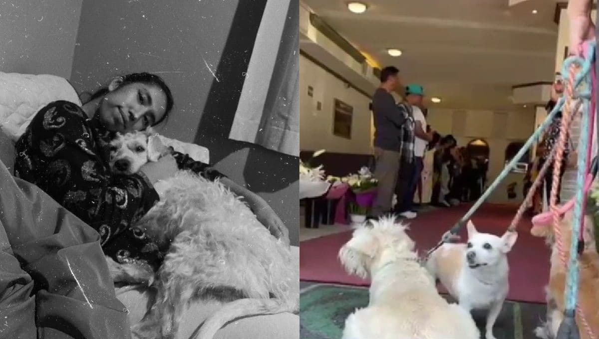 Así despidieron a Berenice sus mascotas tras el accidente en el AXE Ceremonia