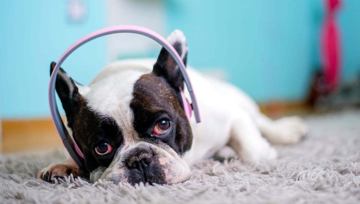 Música para perros ansiosos
