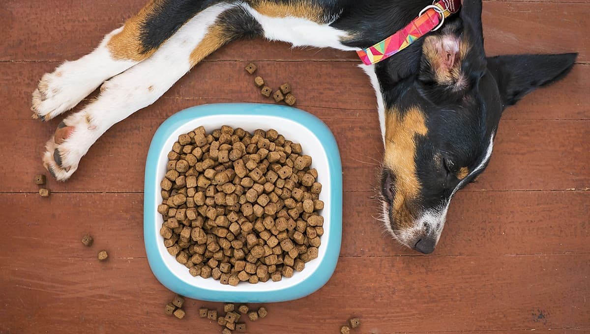 A mi perro no le gustan las croquetas ¿qué hago?