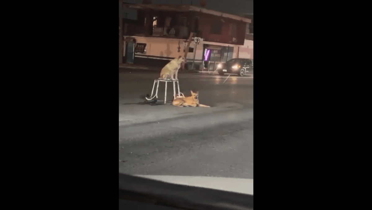 VIDEO: Perritos y su dueño hacen el mejor show callejero mientras el semáforo está en rojo