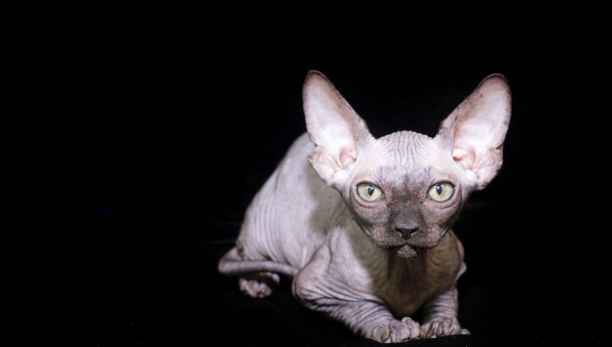 ¿Qué raza de gato tiene las orejas grandes?
