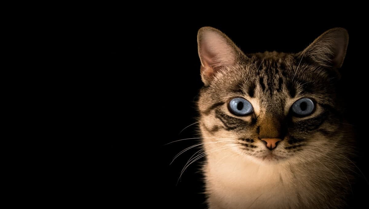 ¿Por qué razón los gatos producen alergia en las personas?