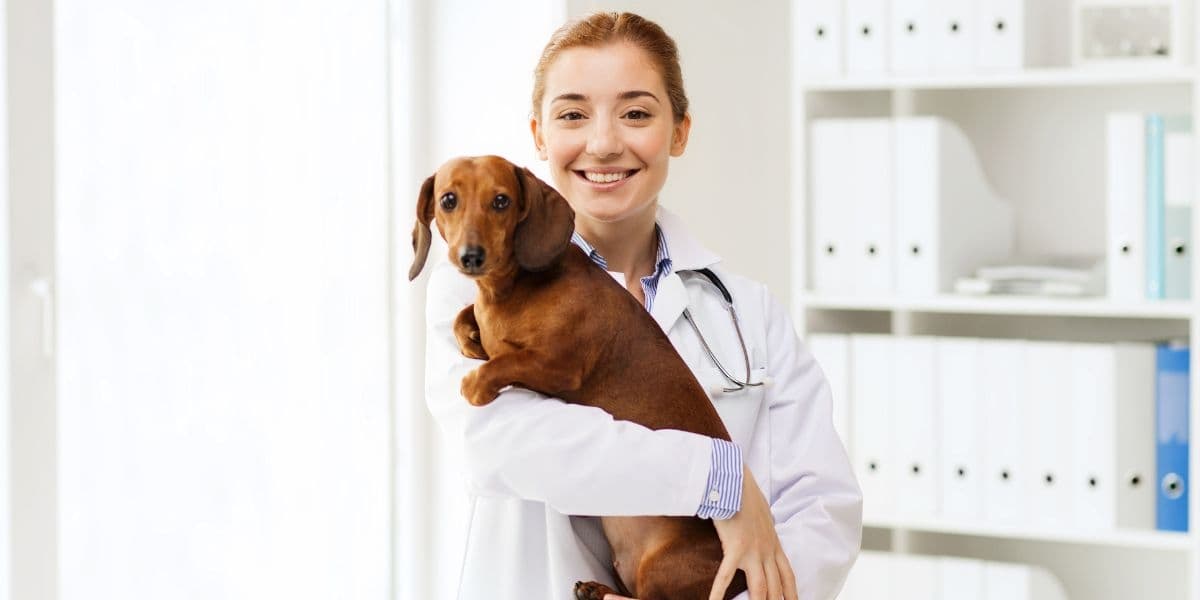 ¿Cuántas vacunas necesita un perro en México? Esquema de vacunación y recomendaciones