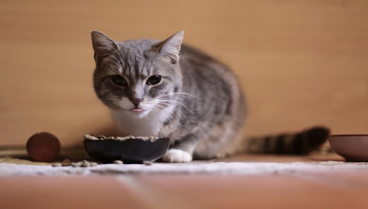 ¡Ten cuidado! ¿Por qué es fundamental lavar los platos de comida de tu mascota?