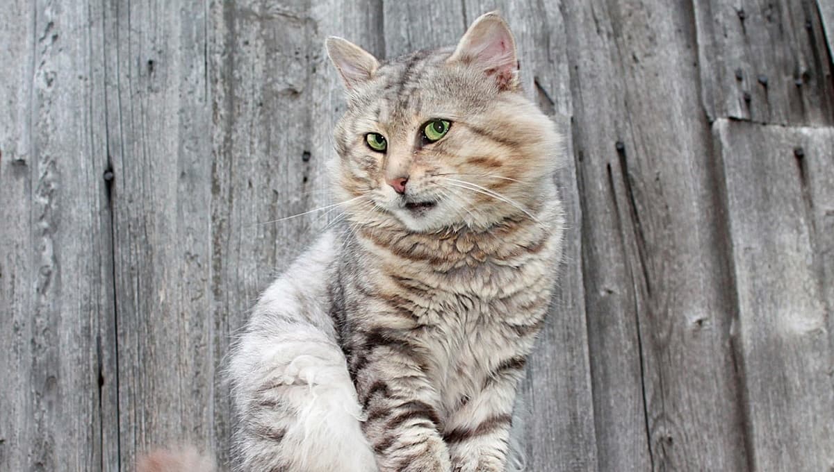 Síntomas tempranos de enfermedad renal en gatos