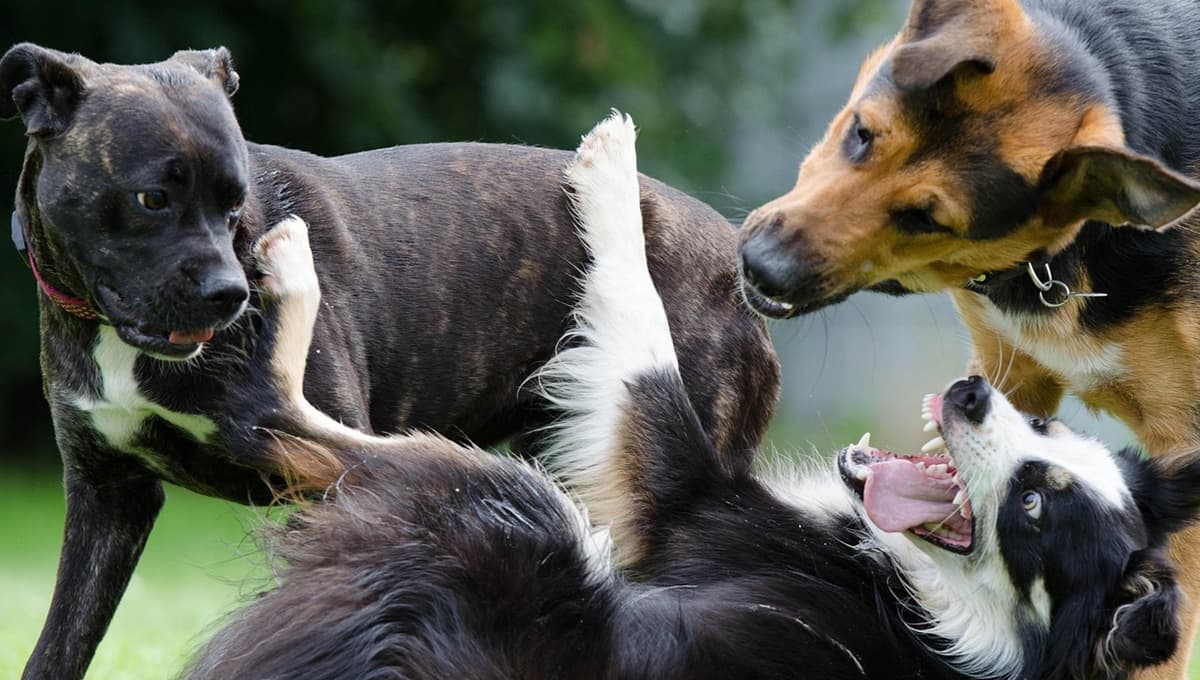 ¿Te vas de vacaciones de Semana Santa? pensiones para perros y gatos en CDMX aprobadas por PROFECO
