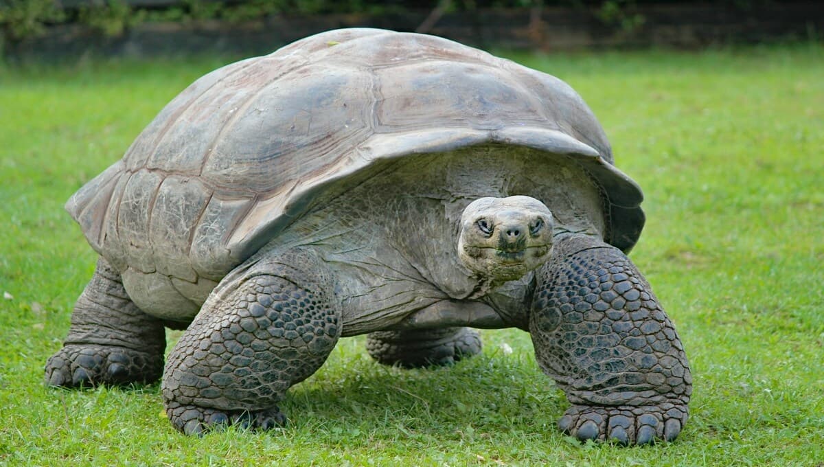 Tortuga se convierte en madre por primera vez a los 100 años