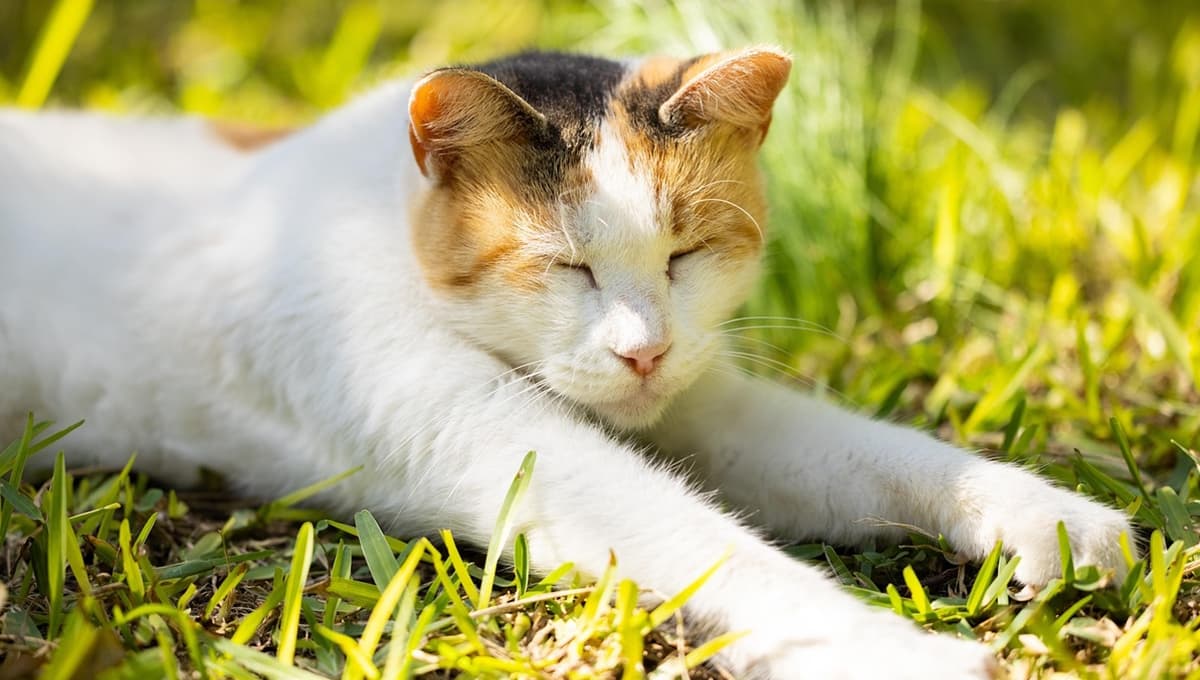 ¿Cómo se ve un golpe de calor en un gato?