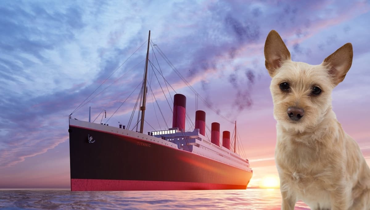 La historia de los 3 perros que sobrevivieron al hundimiento del Titanic