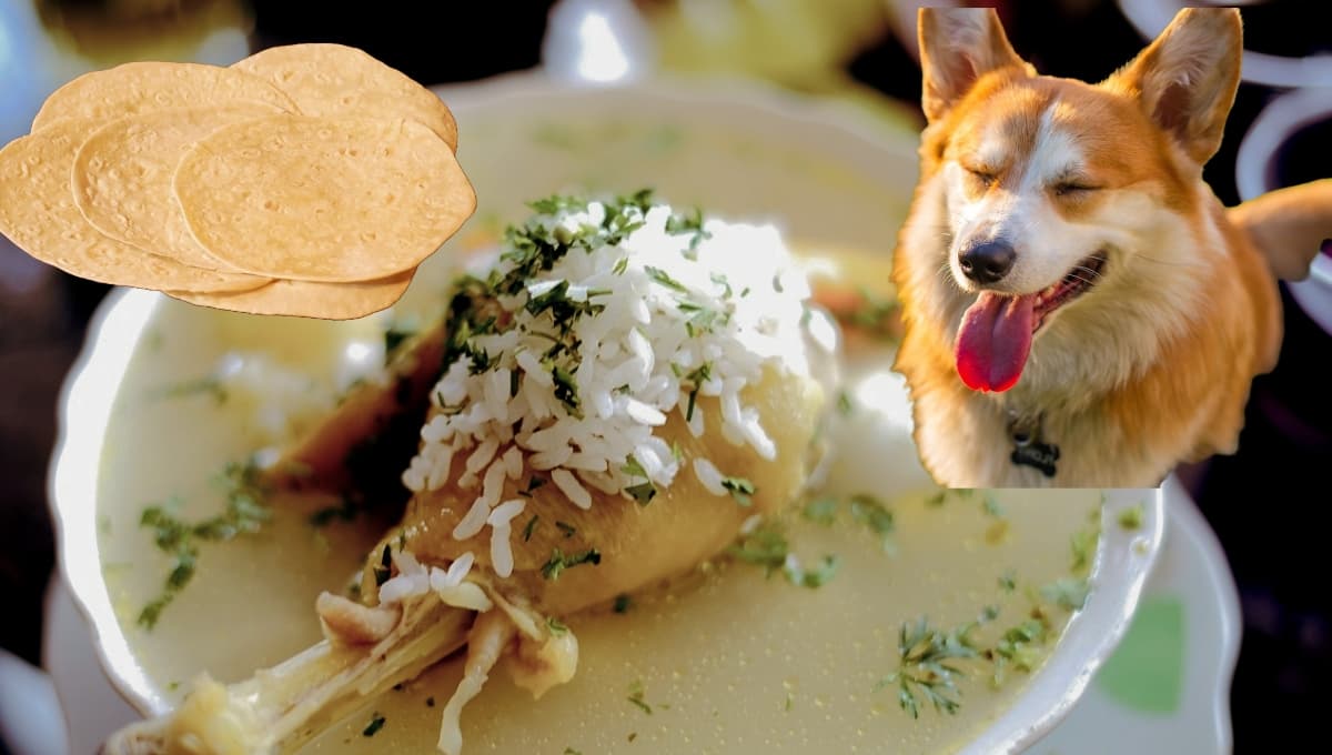 ¿Le das de comer tortillas con caldo a tus perritos? Podrías poner su vida en riesgo