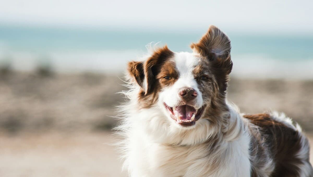 ¡No es en blanco y negro! Así es como los perros ven el mundo, según la IA