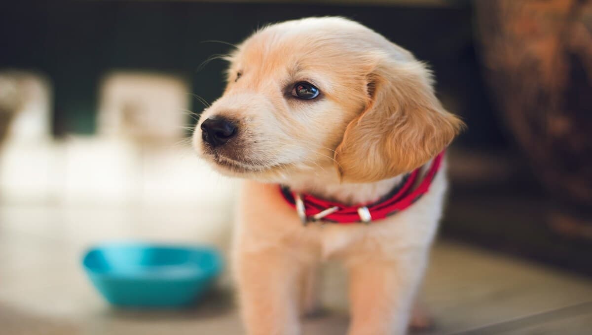 3 tips para llevar a tu mascota por primera vez a la peluquería