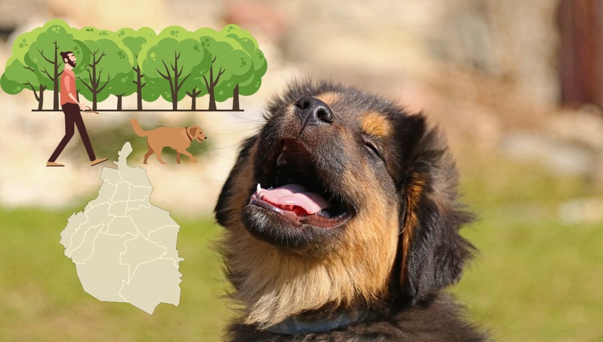 ¡No es Chapultepec! Estos son los 3 mejores parques para pasar con tu perro en CDMX según la Inteligencia artificial | MAPA
