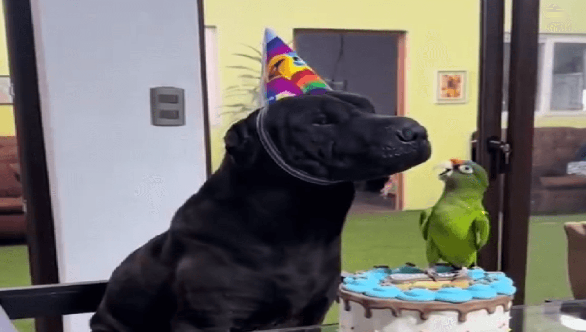 Perrito festeja su cumpleaños junto a sus amigas mascotas; hubo pastel y sombreros (VIDEO)