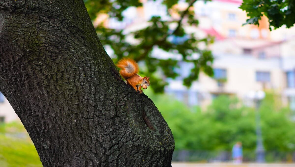 VIDEO: Este es el tierno sonido de una ardilla bebé al momento de comer